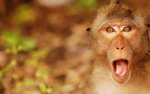 Surprised Monkey Face Wallpaper