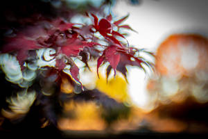 Surreal Red Maple Fall Desktop Wallpaper