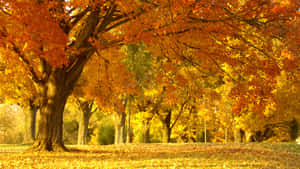 Surround Yourself With Autumn Beauty. Wallpaper