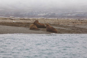 Svalbard Sea Lions Wallpaper