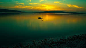 Swan On Lake Natural Background Wallpaper