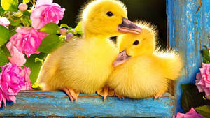 Sweet Baby Ducks Wallpaper