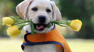 Sweet Labrador Dog Wallpaper