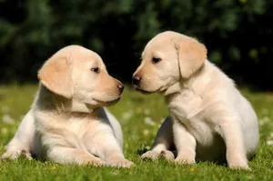 Sweet Labrador Puppies Wallpaper