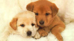 Sweet Puppy Siblings Wallpaper