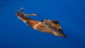 Swimming Argentine Shortfin Calamari Wallpaper