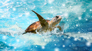 Swimming Baby Turtle Wallpaper