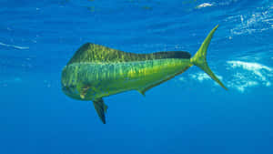 Swimming Mahi Mahi Underwater Wallpaper