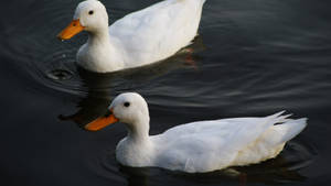 Swimming White Ducks Wallpaper