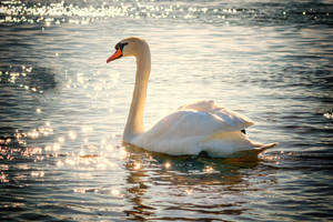 Swimming White Swan Wild Animal Wallpaper