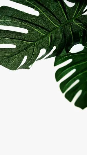 Swiss Cheese Leaf Wallpaper