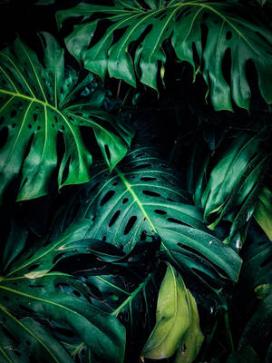 Swiss Cheese Plants Dark Green Leaves Wallpaper