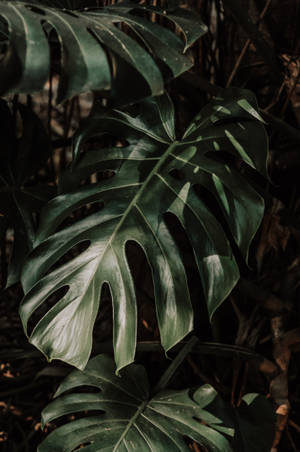 Swiss Cheese Plants Green Leaves Wallpaper