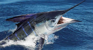 Swordfish Surfacing Ocean Wallpaper