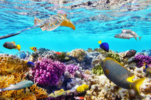 Sydney Great Barrier Reef Wallpaper