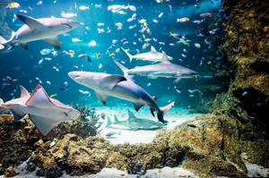 Sydney Sea Life Aquarium Wallpaper