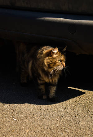 Tabby Cat Ombre Fur Wallpaper