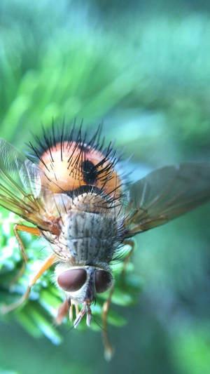 Tachinid Fly Wallpaper