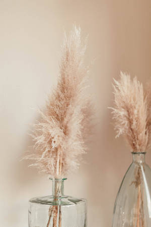 Tail Grass In Beige Minimalist Wallpaper