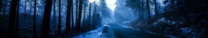 Take A Dreamy Walk Through This Picturesque Blue Aesthetic Forest Road. Wallpaper