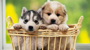 Take A Look At This Fluffy Puppy! Wallpaper