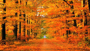 Take A Peaceful Stroll In The Crisp Autumn Air Wallpaper