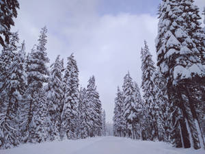 Take A Peaceful Stroll In The Snowy Pine Tree Path Wallpaper