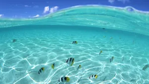 Take In The Beauty Of Hawaii Beach's Stunning Sunsets Wallpaper