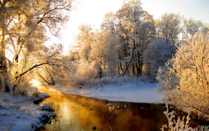 Take In The Beauty Of Nature In A Winter Forest Wallpaper