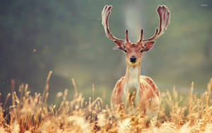 Take In The Majestic Beauty Of This Buck In A Field Wallpaper