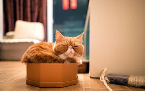 Taking A Cat Nap Wallpaper