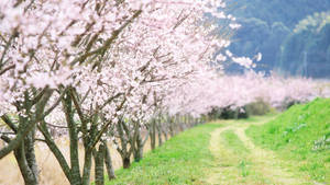 Taking A Leisurely Walk Down A Winding Country Road During A Spring Day. Wallpaper