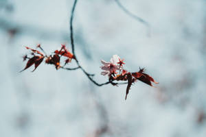 Taking In The Beauty Of The Fresh Blooms Of April Wallpaper