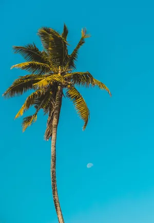 Tall Palm Tree Malibu Iphone Wallpaper