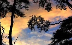 Tall Trees On Silhouette Morning Glory Wallpaper