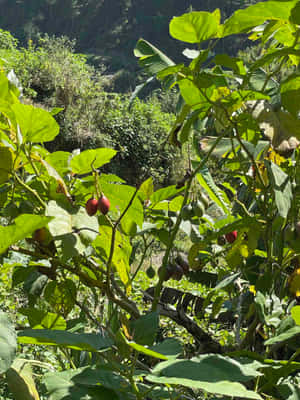 Tamarillo Fruit Tree Outdoor Shot Wallpaper