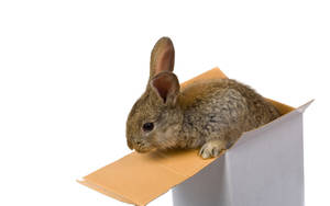 Tan Rabbit In Box Wallpaper