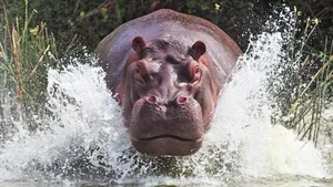 Tank Built Hippopotamus Wallpaper