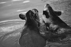 Tapirs Swimming Monochrome Wallpaper