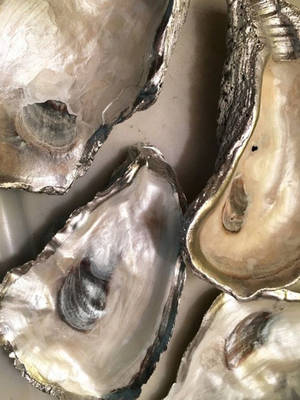 Tasty Oyster Meat Wallpaper