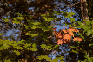 Tbilisi Green Maple Fall Desktop Wallpaper