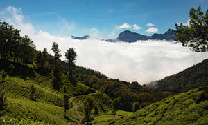 Tea Garden At Western Ghats Wallpaper