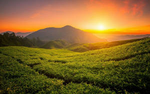 Tea Garden Sunrise Wallpaper