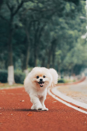 Teddy Bear Pomeranian Red Pathwalk Wallpaper