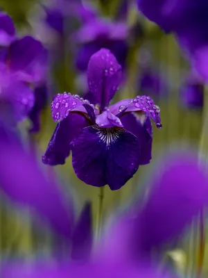 Tennessee Iris Flower Android Wallpaper