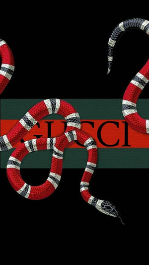 Texas Coral Snake With Gucci Logo Wallpaper