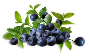 Textbook Blueberries Illustration Wallpaper