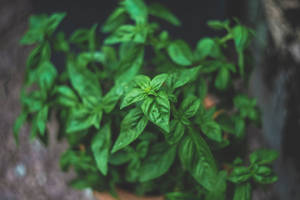 Thai Basil Herb Processed High Angle Shot Wallpaper