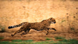 The Beautiful Cheetah Blend In With The Natural Environment. Wallpaper