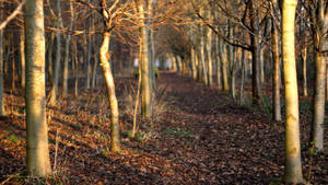 The Beauty Of Autumn With Its Dried Trees And Brown Leaves Wallpaper